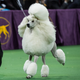 Illustration for article titled Meet Sky, the Wire Fox Terrier Who Just Won the Westminster Dog Show
